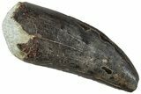 Serrated Tyrannosaur Tooth - Two Medicine Formation #227838-1
